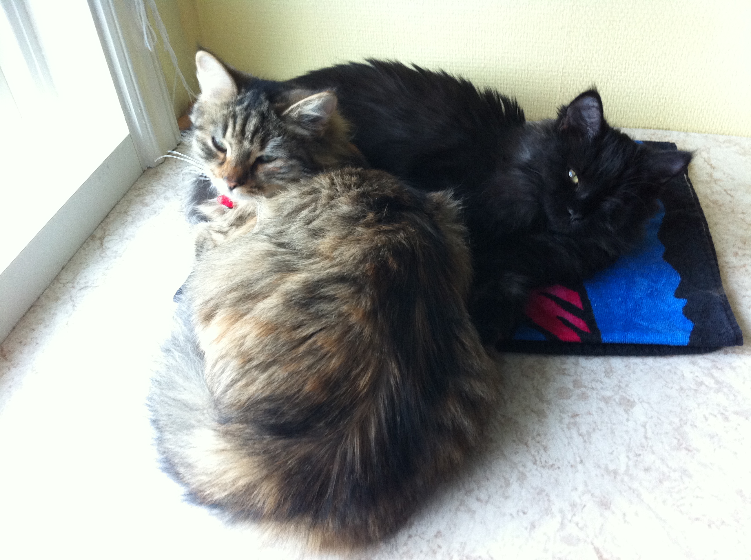 sibirisk katt Galaxy o Hera